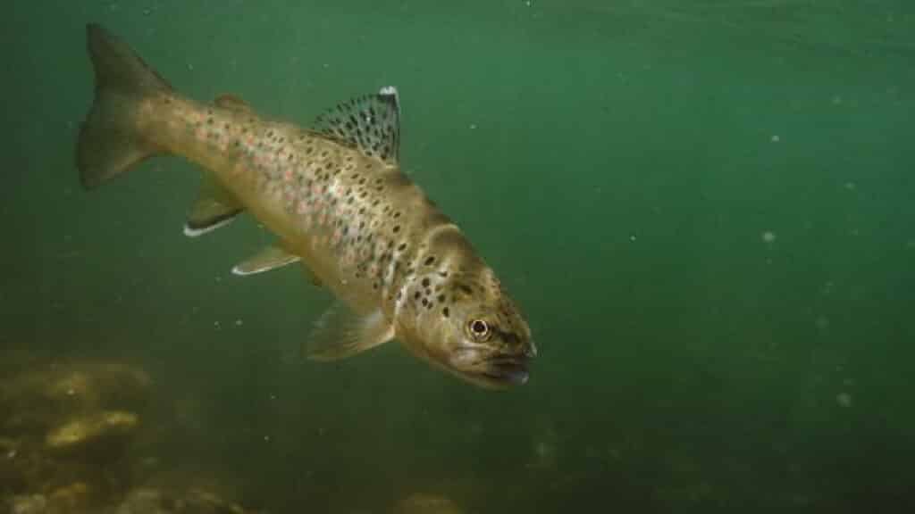 Can Stocked Trout Reproduce?