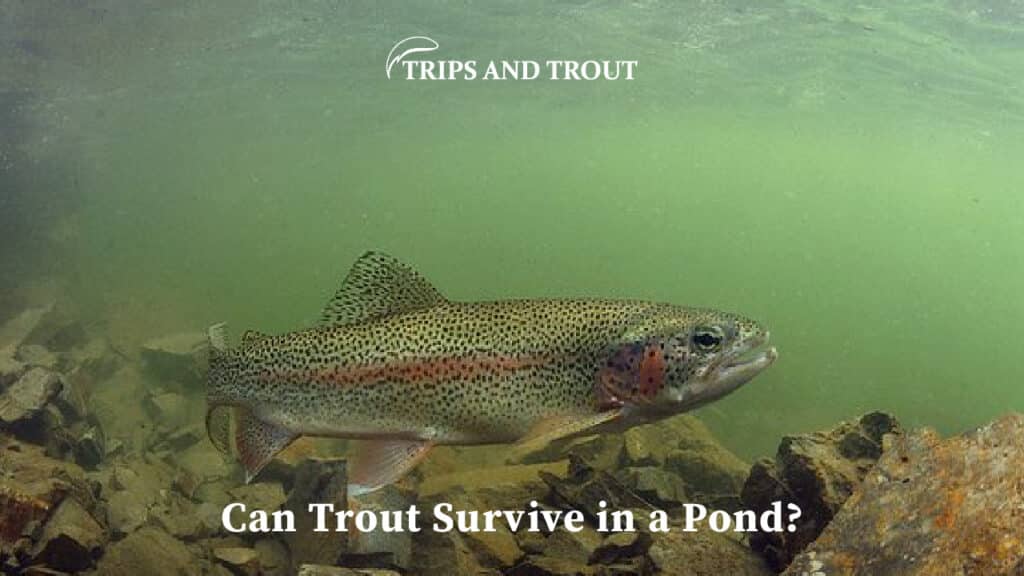 can trout survive in pond?