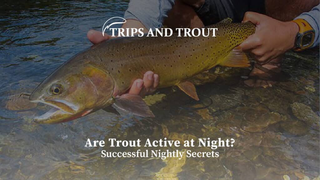 Are Trout Active at Night?