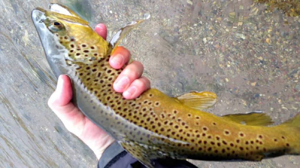 How to Identify Trout Species?