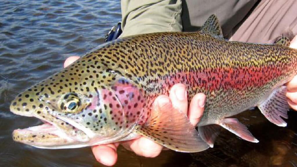 How to Identify Trout Species?