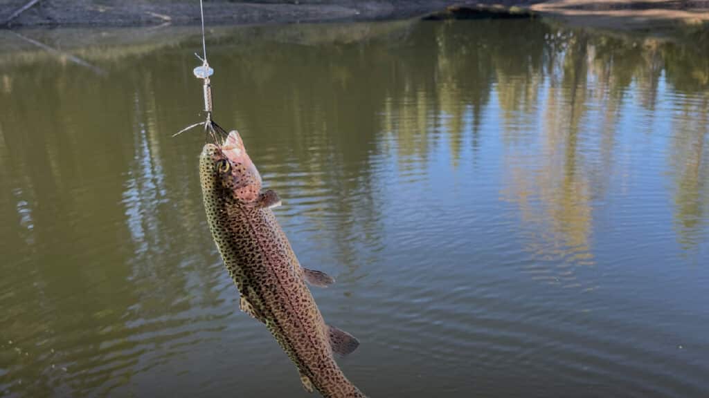 Can You Use Treble Hooks for Trout