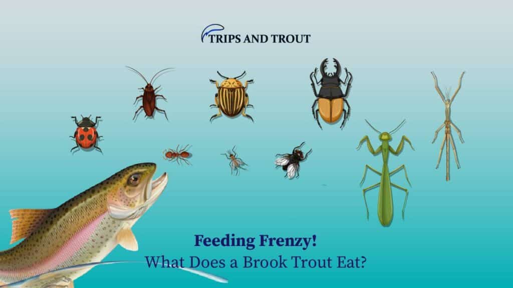 What does brook trout Eat?