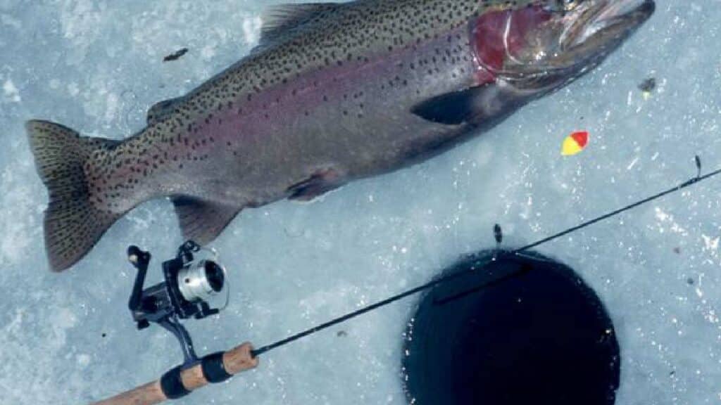 Ice Fishing Rainbow Trout