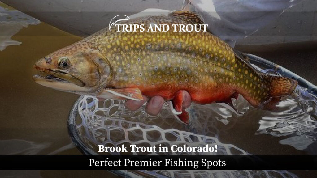 Brook Trout in Colorado! 