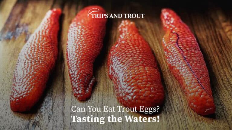 Can You Eat Trout Eggs