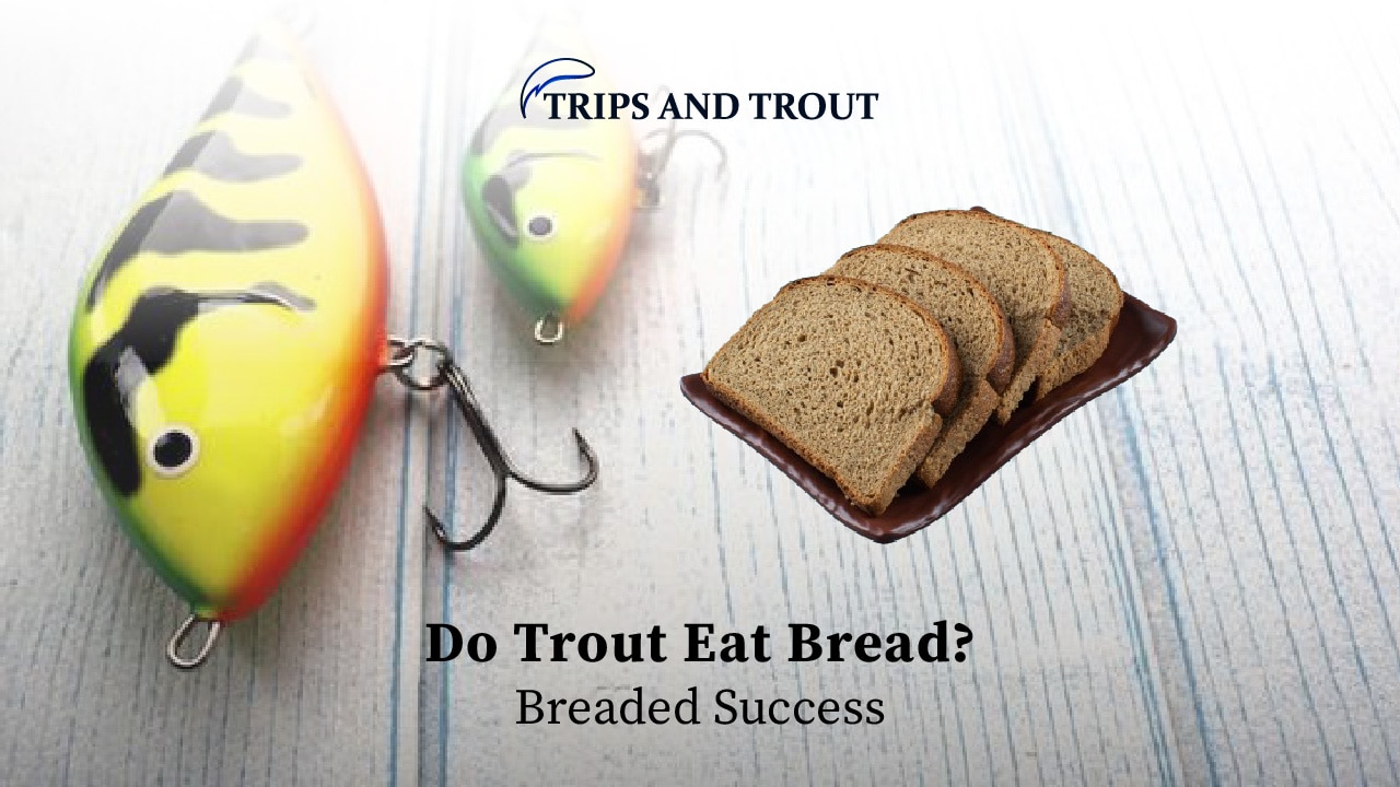 Do Trout Eat Bread?