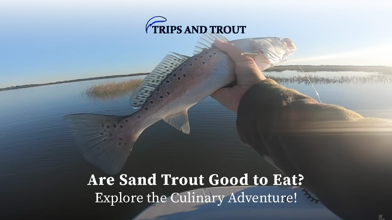 Are Sand Trout Good to Eat?