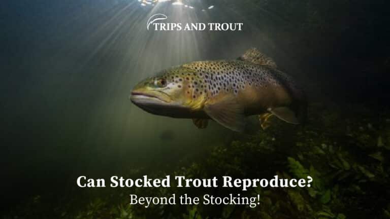 Can Stocked Trout Reproduce?