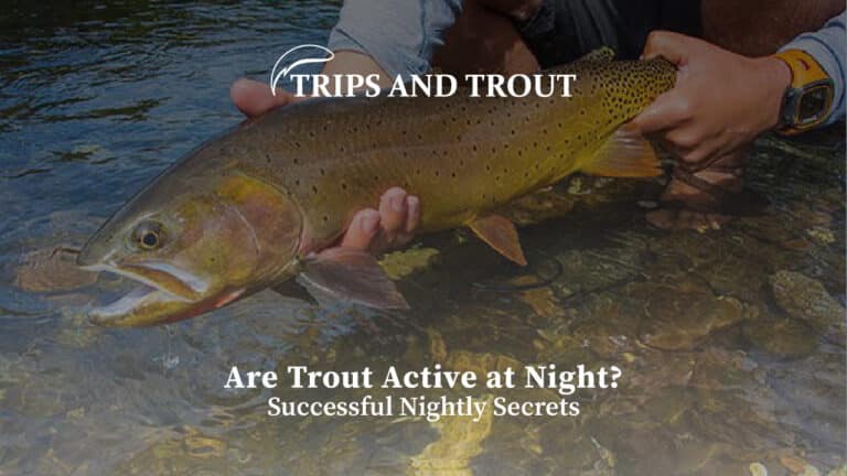 Are Trout Active at Night?