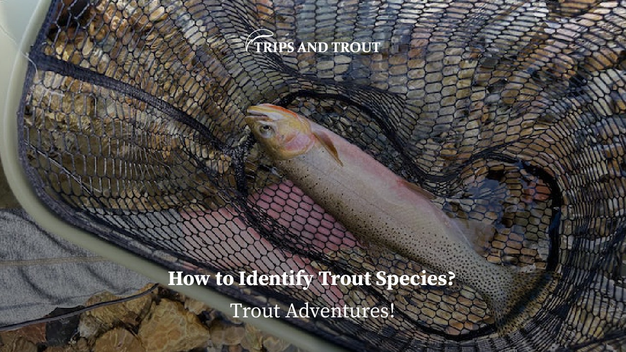 How to Identify Trout Species?