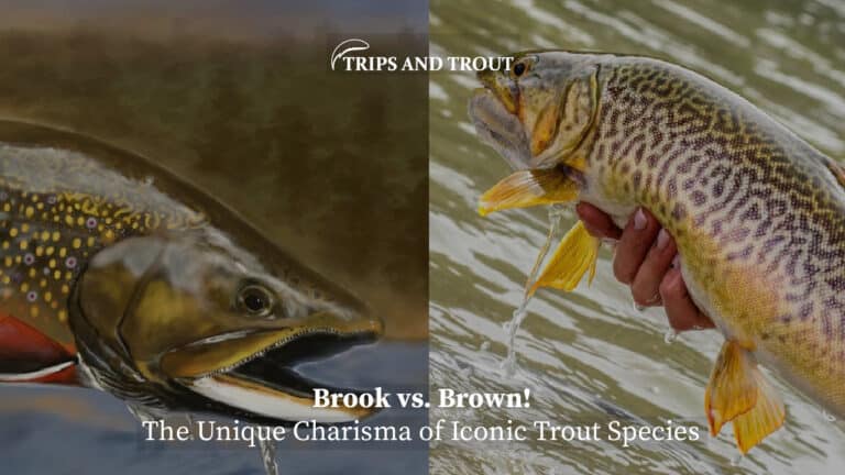 Brook vs. Brown