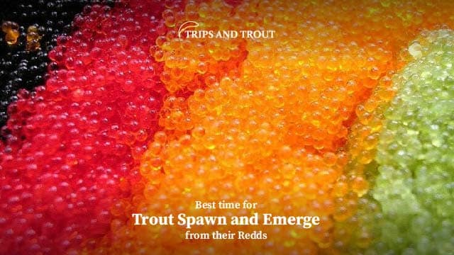 Trout Spawn and Emerge