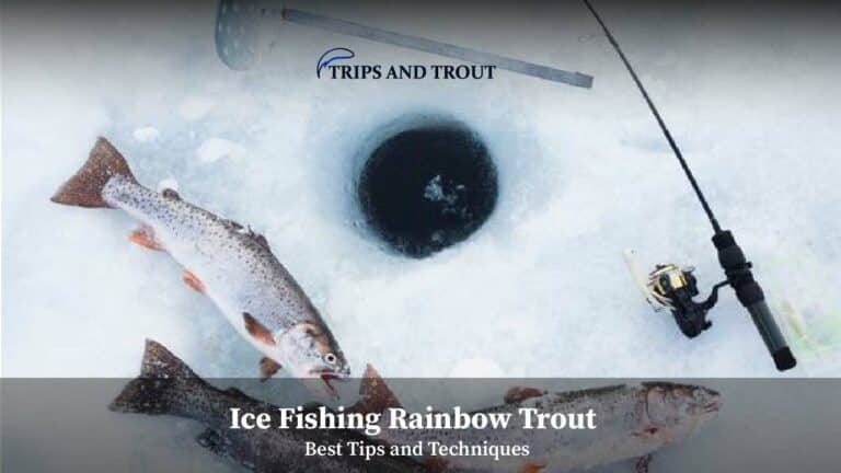 Ice Fishing Rainbow Trout