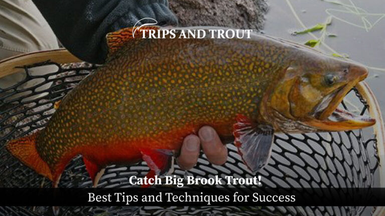 Big Brook Trout